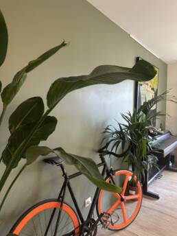 velo plante appartement renovation